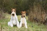 FOX TERRIER 574